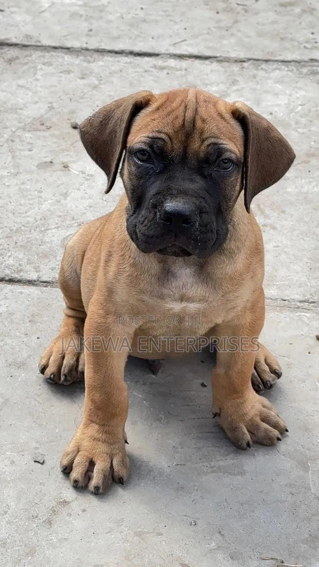 1-3 months Male Purebred Boerboel - main view