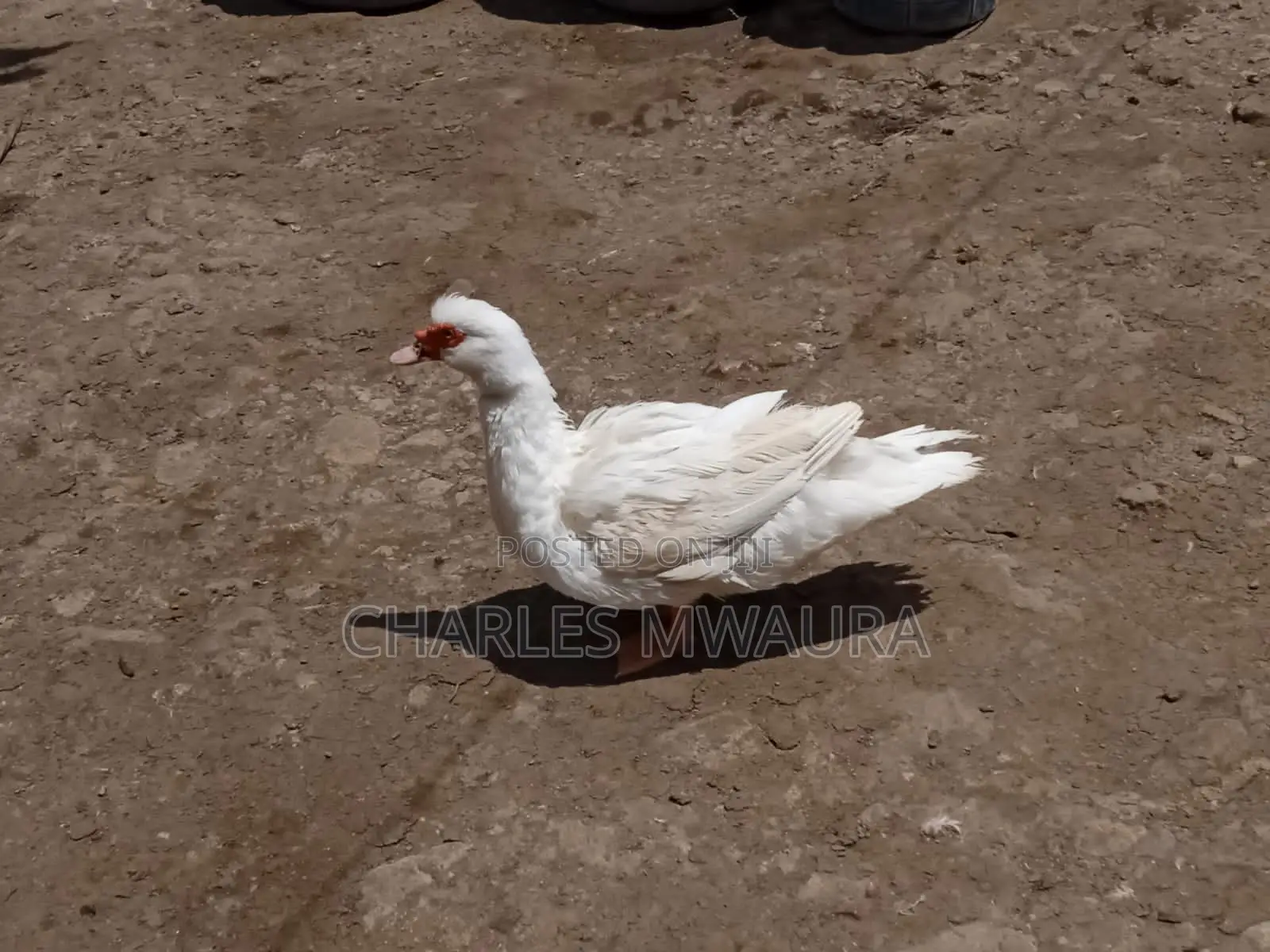 Muscovy Ducks