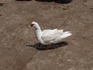 Muscovy Ducks