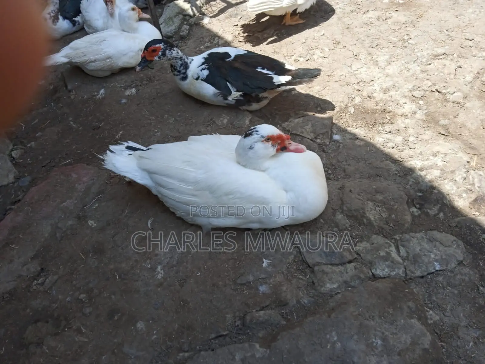 Muscovy Ducks