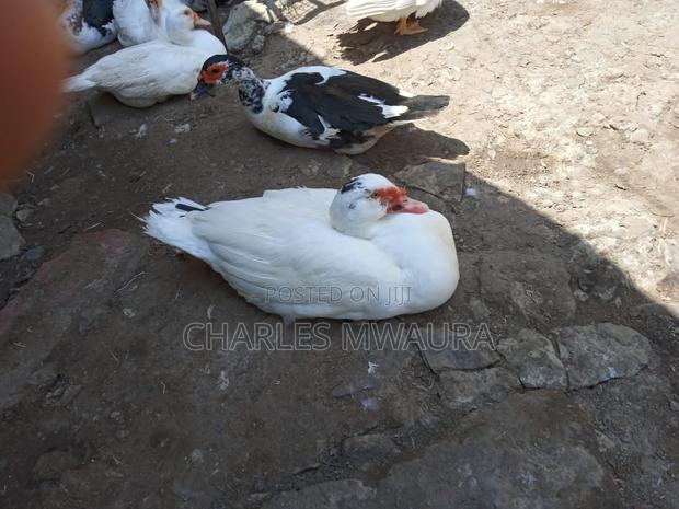 Muscovy Ducks - thumbnail 11