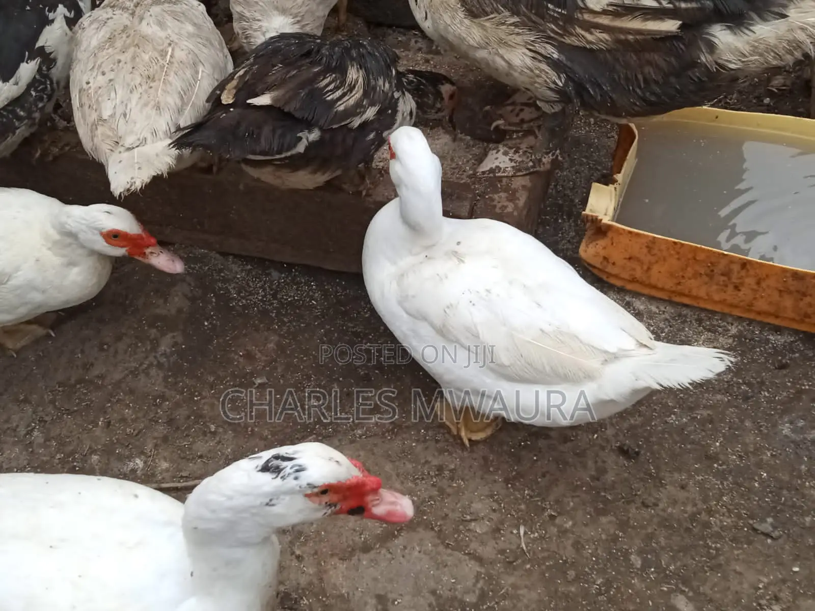 Muscovy Ducks