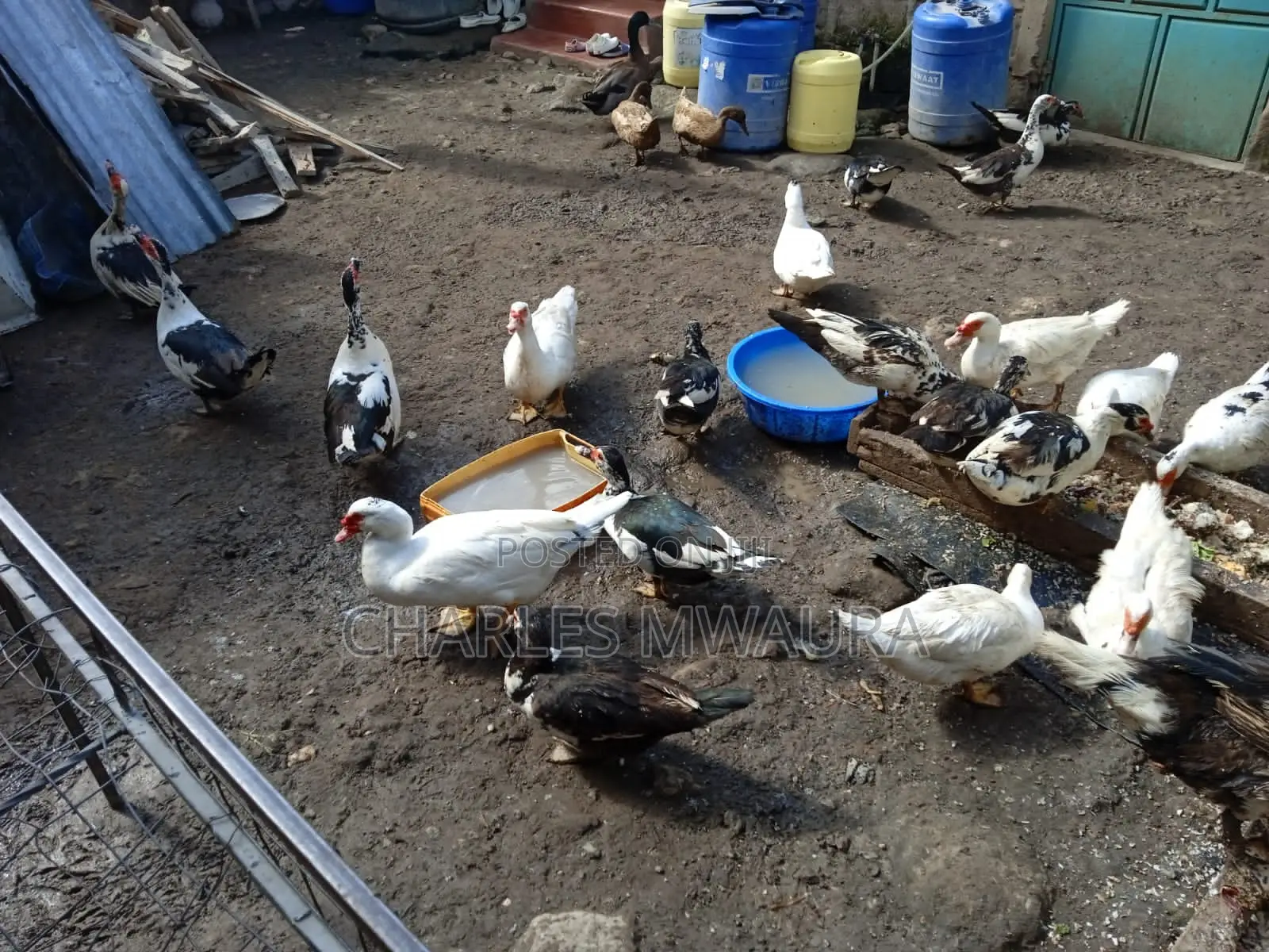 Muscovy Ducks