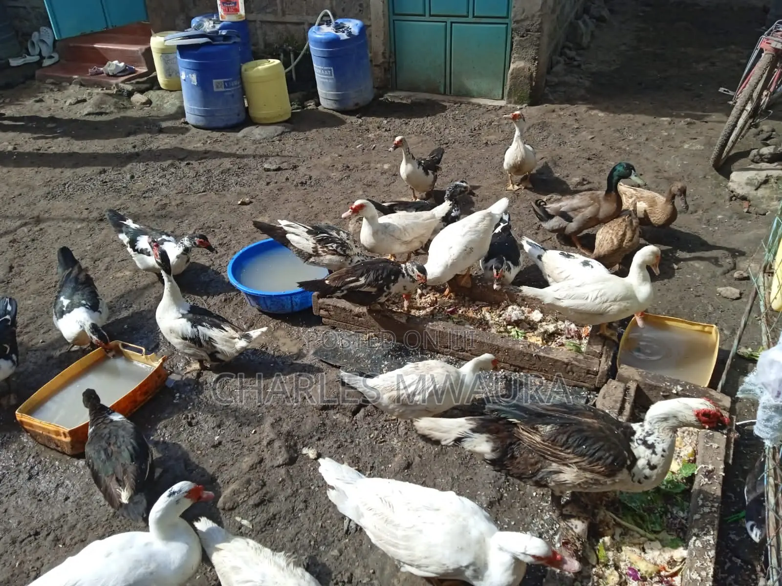Muscovy Ducks