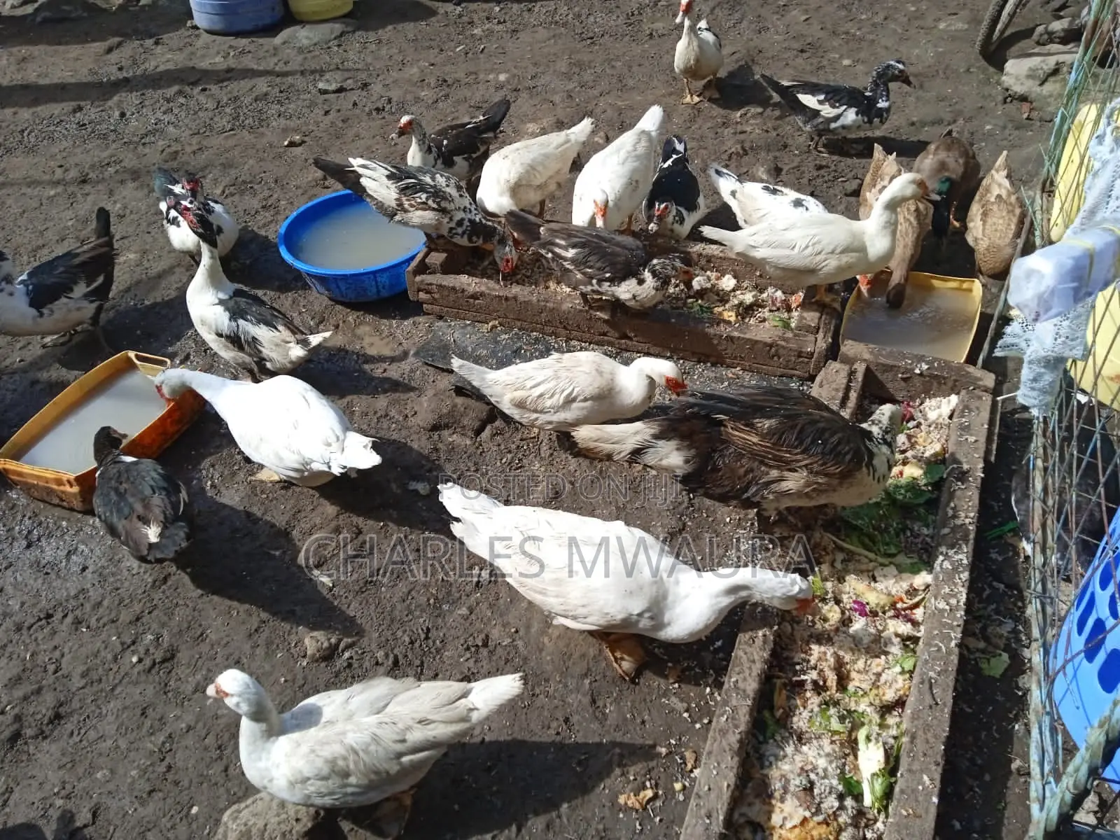 Muscovy Ducks