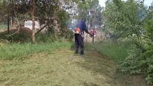 Safe Cutting of Tree Near Building Electric / Lumbering