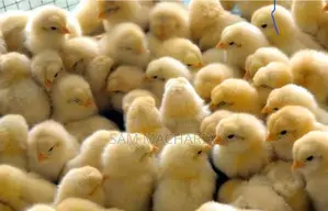 Day Old Improved Kienyeji Chicks