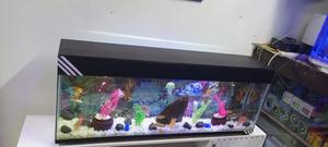 Fish Aquarium - thumbnail 2