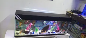 Fish Aquarium