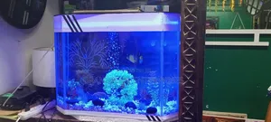 Medium Fish Aquarium