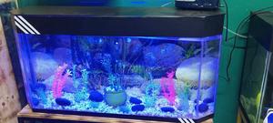 3.5ft Fish Aquarium - thumbnail 2