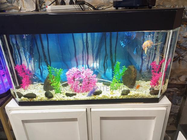 Fish Aquarium