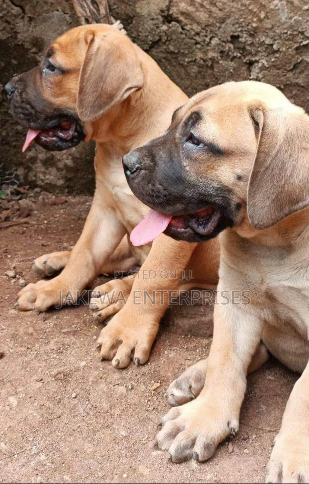 1-3 months Male Purebred Boerboel