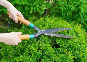 Hedges Shears in Flower Garden Pruning Scissors