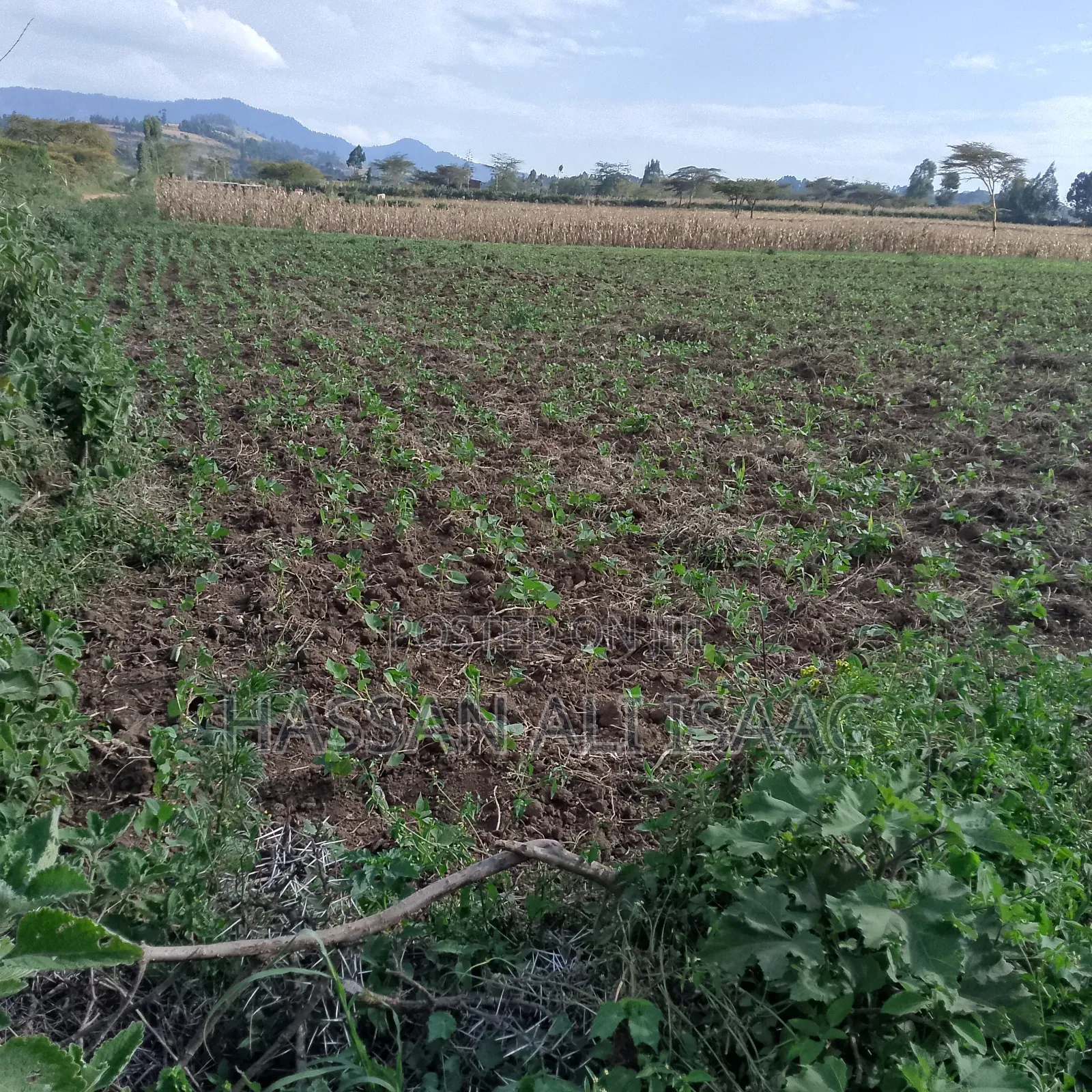 50 by 100 Plot for Sale in Eburru- Kongasis Shopping Center