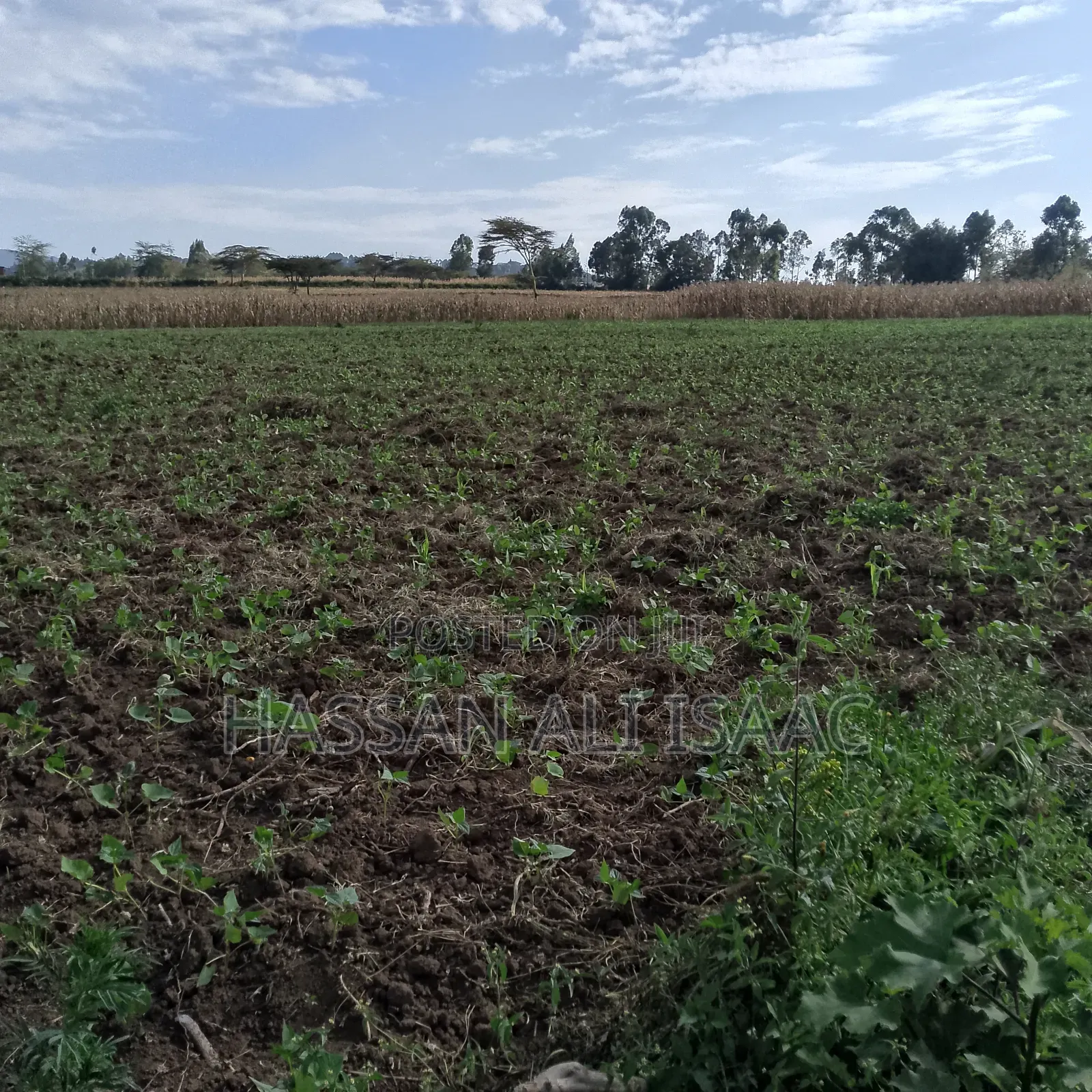 50 by 100 Plot for Sale in Eburru- Kongasis Shopping Center