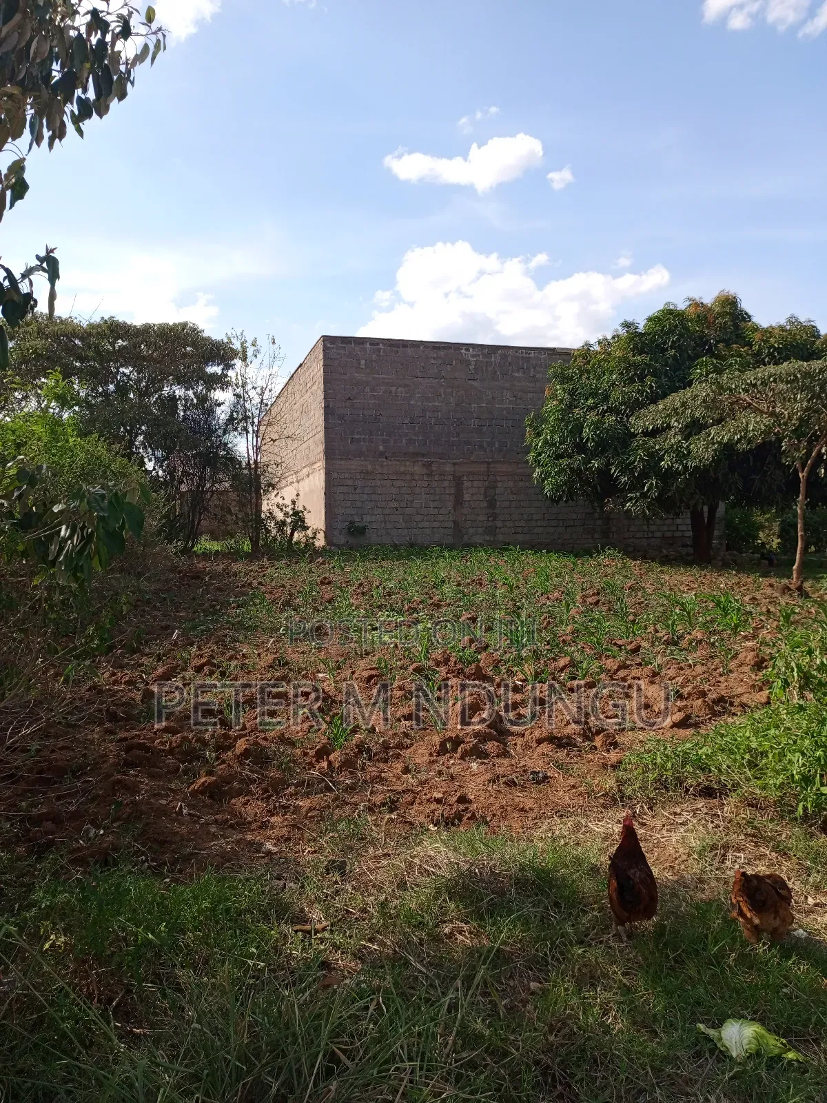 Prime Land on Sale 1/2 Acre, Greenspot Kamakis