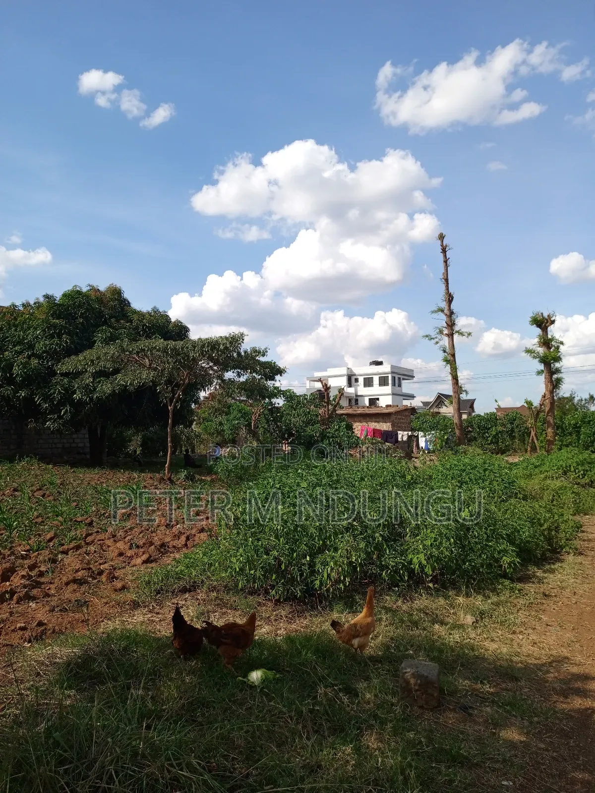 Prime Land on Sale 1/2 Acre, Greenspot Kamakis