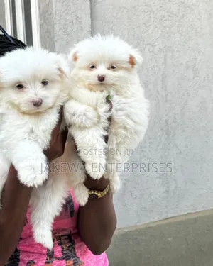 1-3 months Female Purebred Maltese