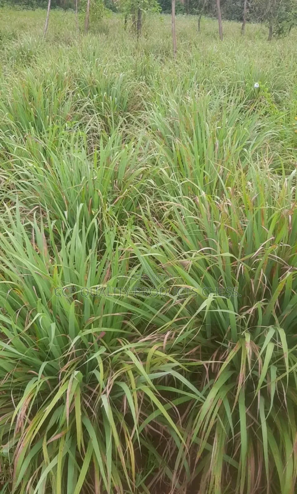 Lemon Grass Split for Planting