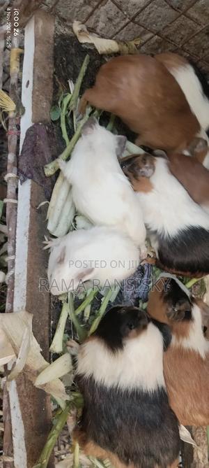 Pure White Guinie Pets - main view