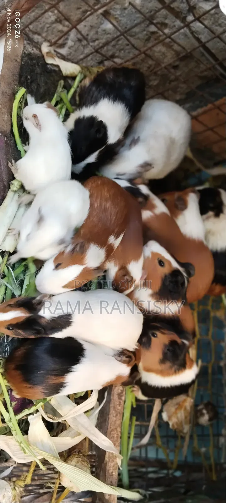 Pure White Guinie Pets