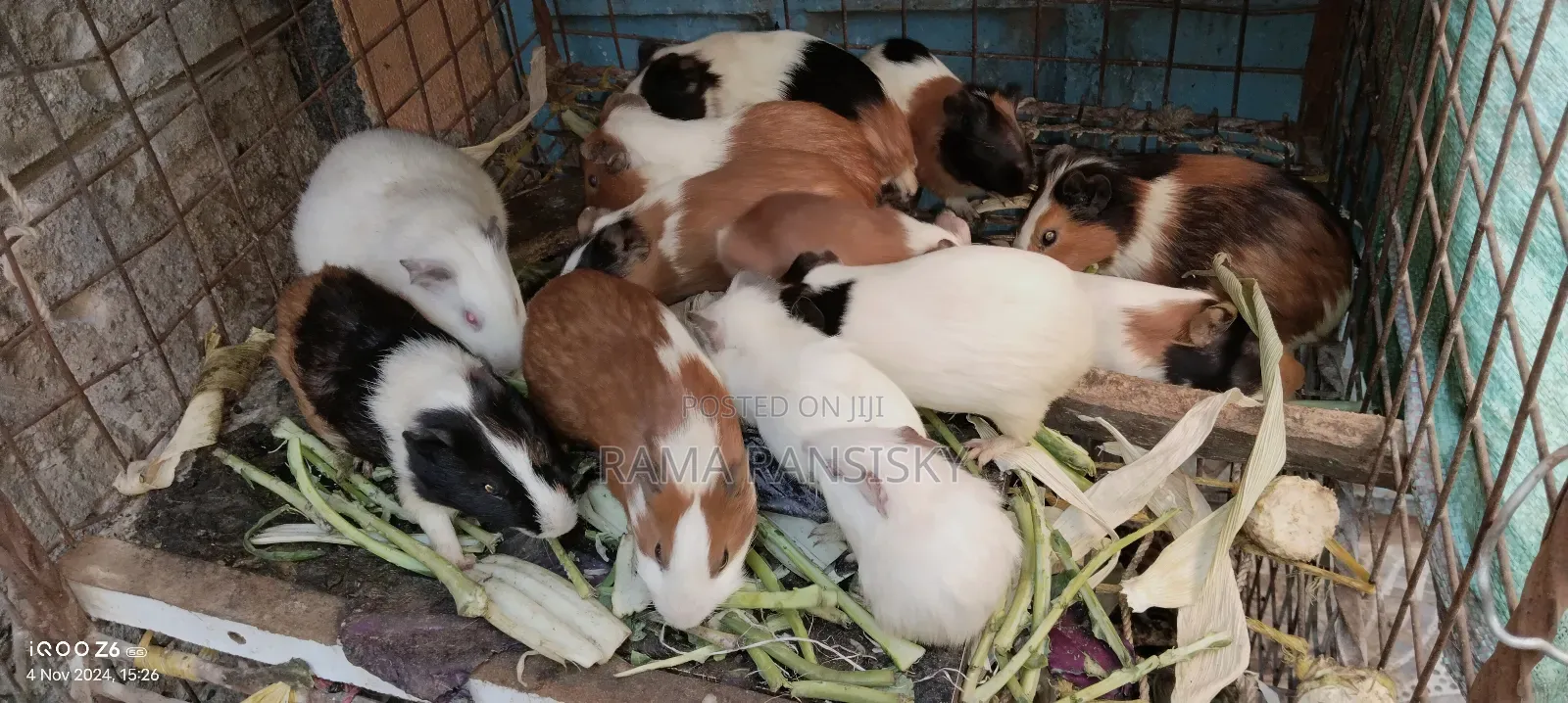 Pure White Guinie Pets