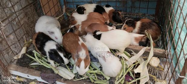 Pure White Guinie Pets - thumbnail 3