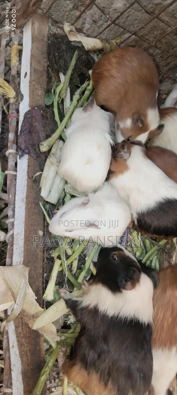 Pure White Guinie Pets - thumbnail 4