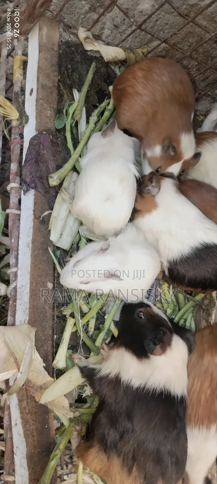 Pure White Guinie Pets
