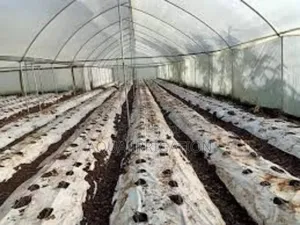 Plastic Mulch Film Paper