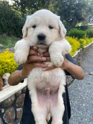 1-3 months Male Purebred Golden Retriever