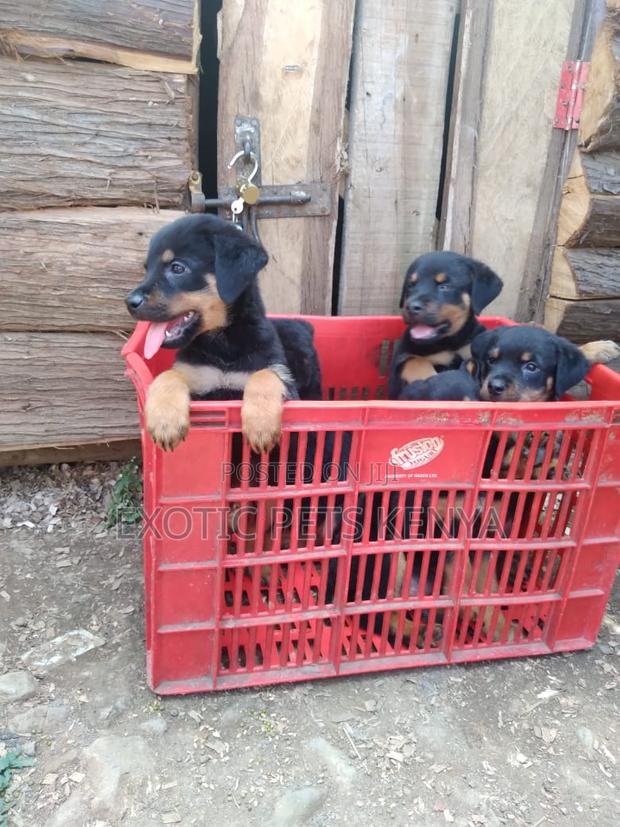 1-3 months Male Purebred Rottweiler - main view