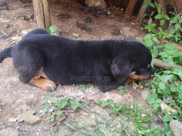 1-3 months Male Purebred Rottweiler - thumbnail 3