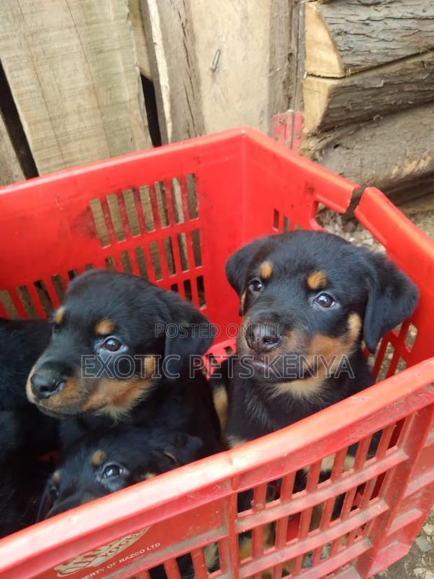 1-3 months Male Purebred Rottweiler - thumbnail 4