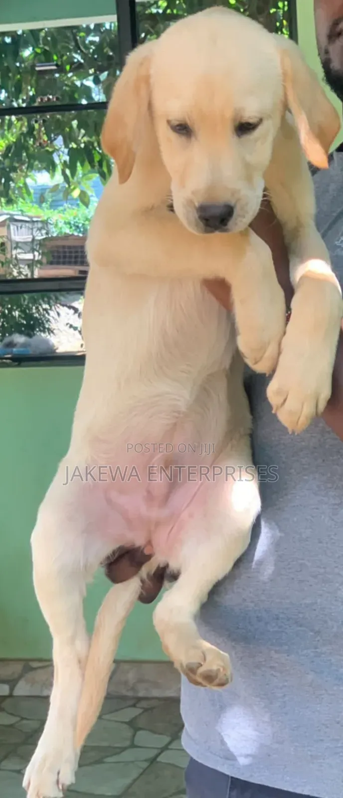 1-3 months Male Purebred Labrador Retriever