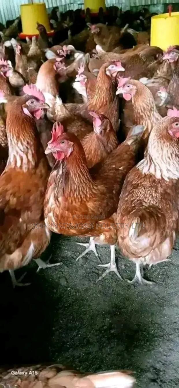 Kuku Ya Mayai