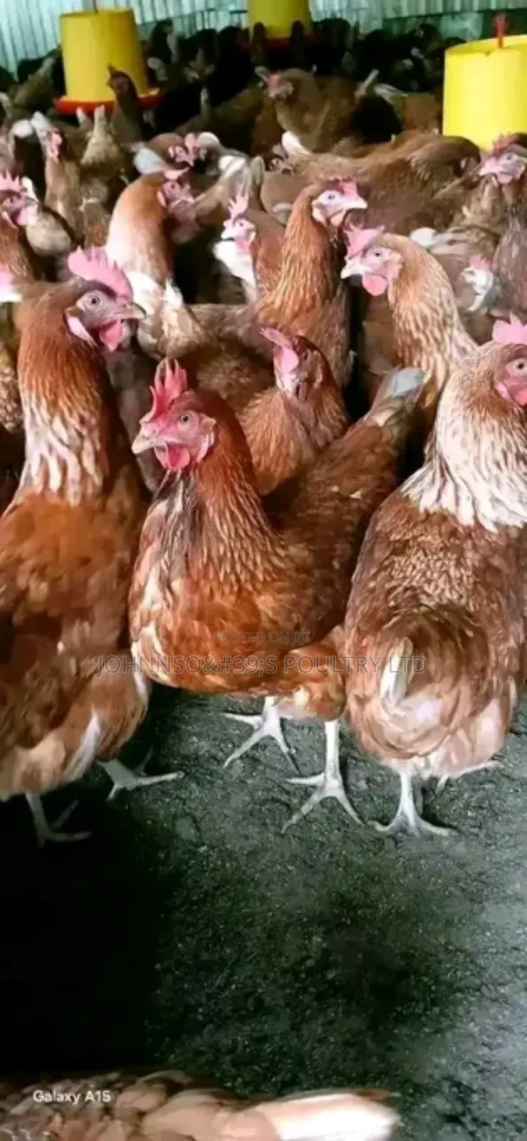 Kuku Ya Mayai