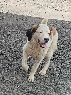 6-12 months Female Purebred Saint Bernard