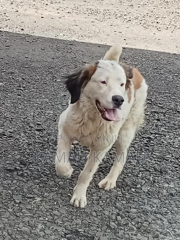 6-12 months Female Purebred Saint Bernard - main view