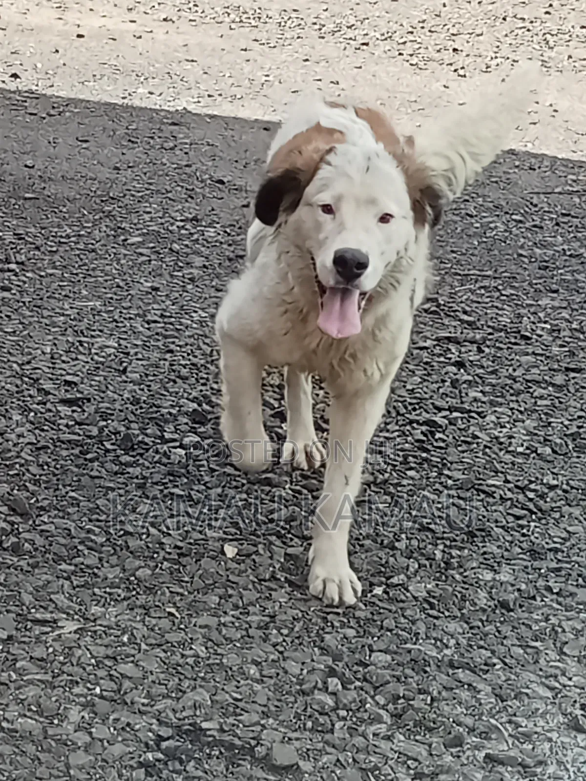 6-12 months Female Purebred Saint Bernard