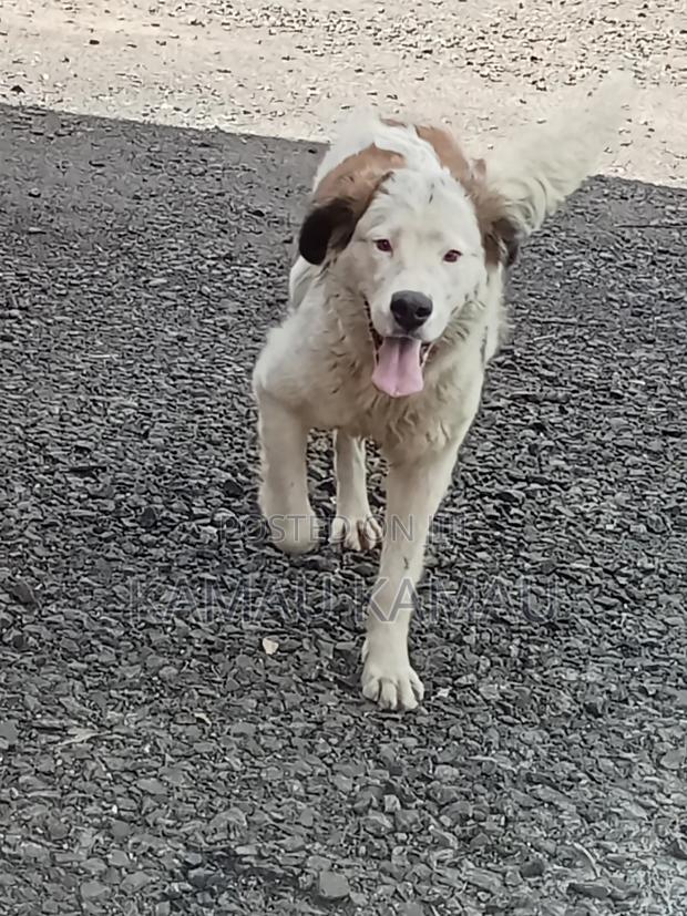 6-12 months Female Purebred Saint Bernard - thumbnail 2