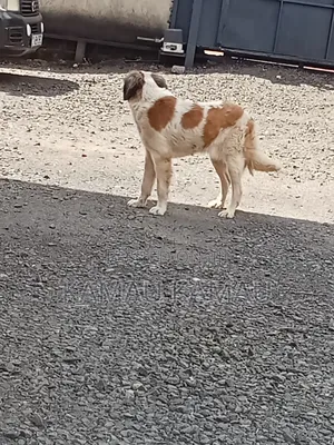 6-12 months Female Purebred Saint Bernard