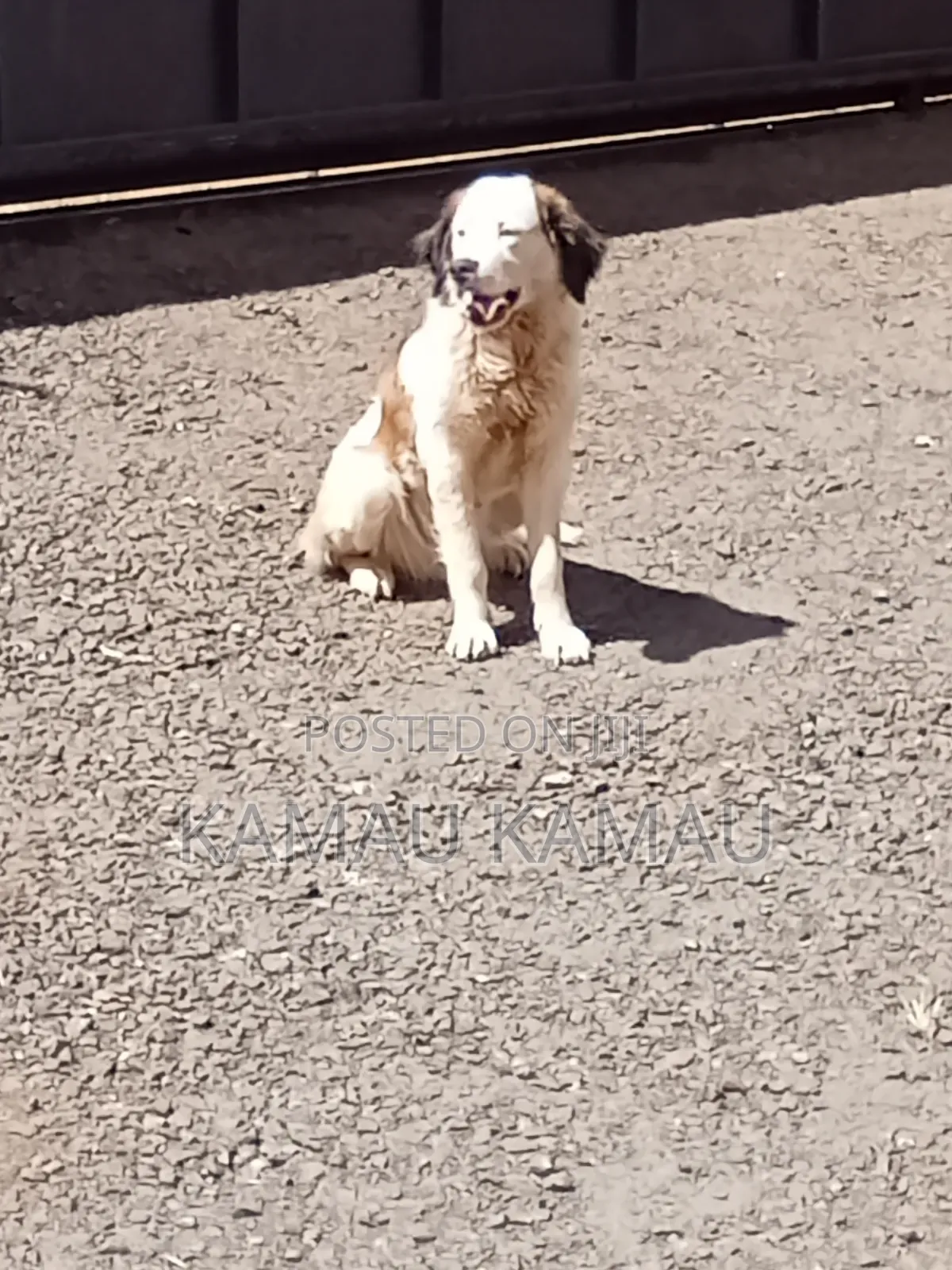 6-12 months Female Purebred Saint Bernard