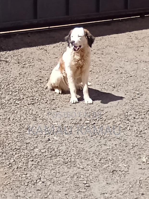6-12 months Female Purebred Saint Bernard - thumbnail 4