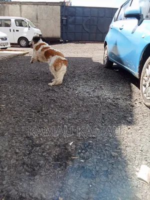 6-12 months Female Purebred Saint Bernard