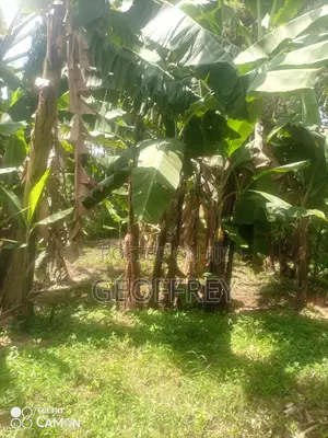 Selling 1/2 Acre in Kiganjo Rd Ngenda Gatundu