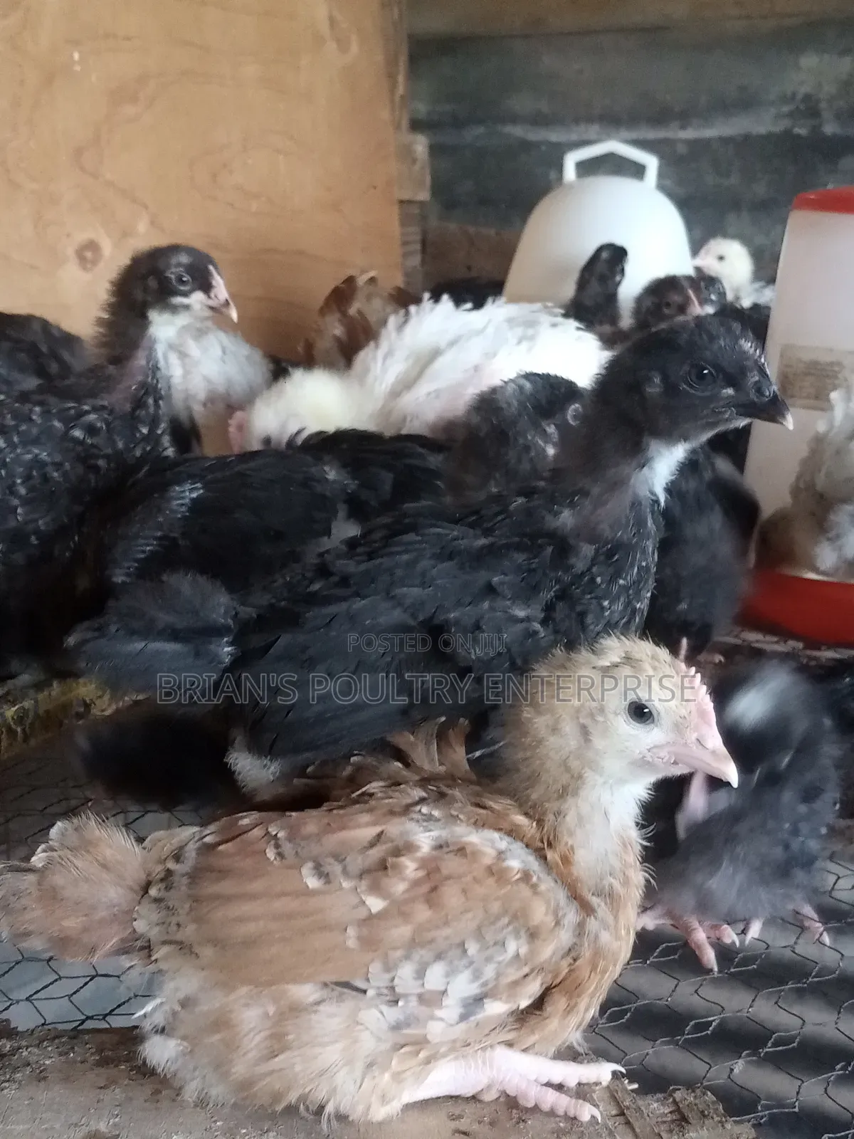 One Month Old Rainbow Rooster Chicks