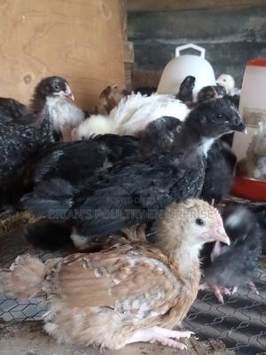 One Month Old Rainbow Rooster Chicks - thumbnail 2