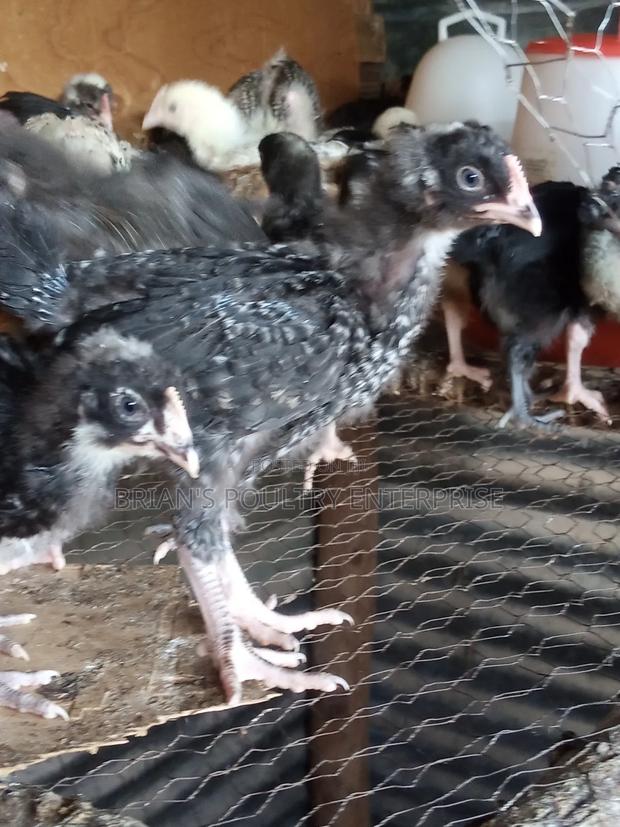 One Month Old Rainbow Rooster Chicks - thumbnail 3